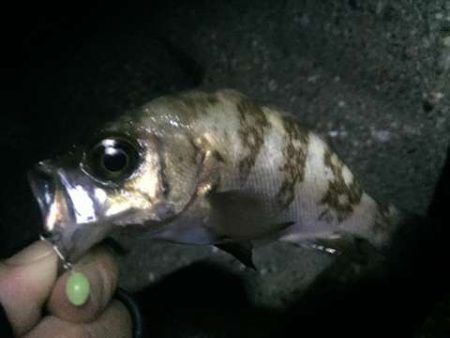 まだまだメバリング